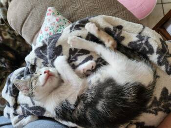 BBQ -  Domestic Short Hair Cat for Adoption in Alafaya, Florida - BBQ | PetCurious