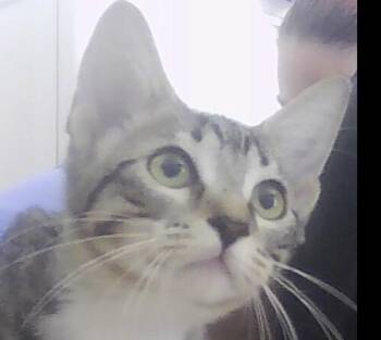Tundra -  Domestic Short Hair Cat for Adoption in Dayton, Minnesota - Tundra | PetCurious