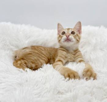 Rescue Domestic Short Hair Cats for Adoption in Covington, Louisiana - Pull-a-Part (miracle Kitten) | PetCurious