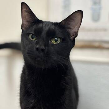 Domestic Short Hair Cats Available for Adoption in Philadelphia, Pennsylvania - Solange | PetCurious