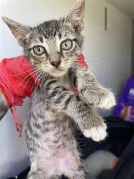 Rescue Domestic Short Hair Cats for Adoption in Houston, Texas - A643652 | PetCurious