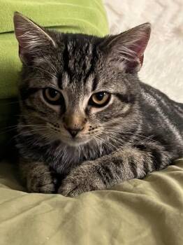 Seuss -  Domestic Short Hair Cat for Adoption in Cincinnati, Ohio - Seuss | PetCurious