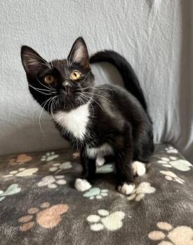 Domestic Short Hair Cats Available for Adoption in Wabash, Indiana - Ryker / Selah | PetCurious