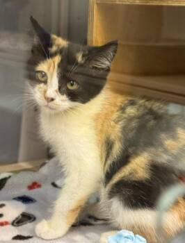 Alice -  Domestic Short Hair Cat for Adoption in Bellevue, Washington - Alice | PetCurious
