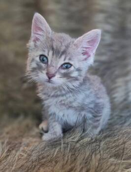 Squid -  Tabby Cat for Adoption in Ypsilanti, Michigan - Squid | PetCurious