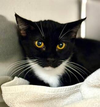 Domestic Short Hair Cats Available for Adoption in Barnstable, Massachusetts - JANIS JOPLIN | PetCurious