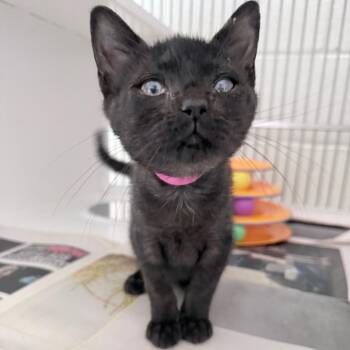 Miley -  Domestic Short Hair Cat for Adoption in Auburn, Alabama - Miley | PetCurious