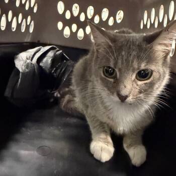 Bracelet -  Domestic Medium Hair Cat for Adoption in Greensboro, North Carolina - Bracelet | PetCurious