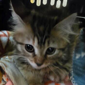 Peek-a-Boo -  Domestic Long Hair Cat for Adoption in Melrose, Florida - Peek-a-Boo | PetCurious