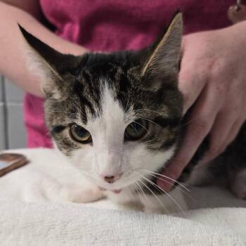 Firestar -  Domestic Short Hair Cat for Adoption in West Olive, Michigan - Firestar | PetCurious