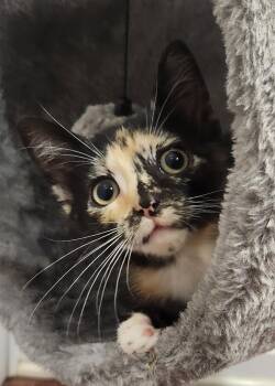 Ophelia (bonded to Othello) -  Domestic Short Hair Cat for Adoption in Columbia, Maryland - Ophelia (bonded To Othello) | PetCurious