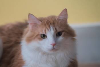 Rescue Domestic Medium Hair Cats for Adoption in Atlanta, Georgia - Brie | PetCurious