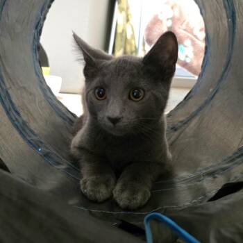 Taffy -  Domestic Short Hair Cat for Adoption in Oshkosh, Wisconsin - Taffy | PetCurious