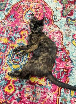Shelaige -  Domestic Short Hair Cat for Adoption in Palm Harbor, Florida - Shelaige | PetCurious