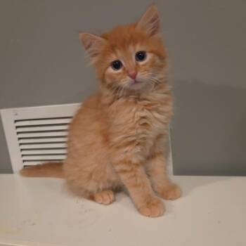 Kung Pao Shrimp -  Domestic Short Hair Cat for Adoption in Fredericksburg, Virginia - Kung Pao Shrimp | PetCurious