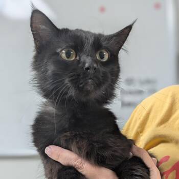Sabrina -  Domestic Medium Hair Cat for Adoption in Canton, Illinois - Sabrina | PetCurious