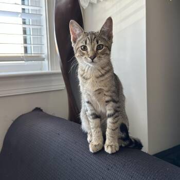 Domestic Short Hair Cats Available for Adoption - Wharf | PetCurious