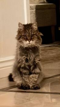 Tabby and Domestic Short Hair Cats Available for Adoption in Walnut Creek, California - Oscar And Ev | PetCurious