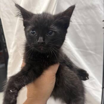 Joyner-C -  Domestic Short Hair Cat for Adoption in East St. Louis, Illinois - Joyner-C | PetCurious