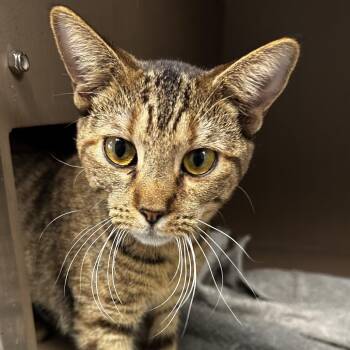 Domestic Short Hair Cats Available for Adoption - Caramel Frappe | PetCurious