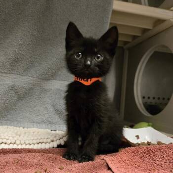 Domestic Short Hair Cats Available for Adoption in Dublin, California - Linen | PetCurious