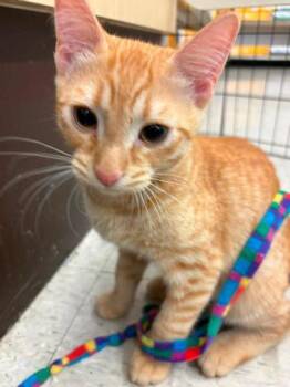 Jim Halpurrt -  Domestic Short Hair Cat for Adoption in Kansas City, Missouri - Jim Halpurrt | PetCurious