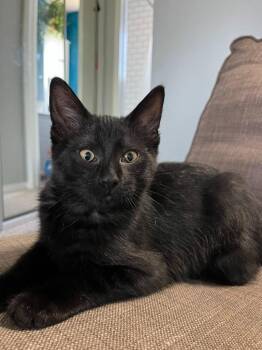 Eddie 3 -  Domestic Short Hair Cat for Adoption in Arthur, Ontario - Eddie 3 | PetCurious