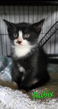 Rubix -  Domestic Medium Hair Cat for Adoption in Kell, Illinois - Rubix | PetCurious