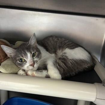 Shade Of Grey -  Domestic Short Hair Cat for Adoption in Carencro, Louisiana - Shade Of Grey | PetCurious