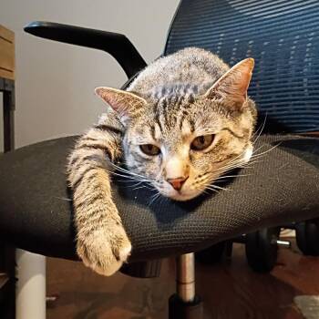 The Boss -  Domestic Short Hair Cat for Adoption in Chicago, Illinois - The Boss | PetCurious