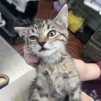 Habanero -  Domestic Short Hair Cat for Adoption in West Point, Mississippi - Habanero | PetCurious