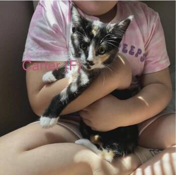 Carter -  Domestic Short Hair Cat for Adoption in Larkfield-wikiup, California - Carter | PetCurious