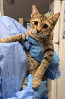 Big Foot -  Domestic Short Hair Cat for Adoption in Fort Worth, Texas - Big Foot | PetCurious