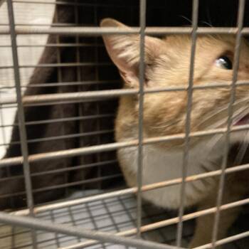 Domestic Short Hair Cats Available for Adoption in Charlottesville, Virginia - Greenbo | PetCurious