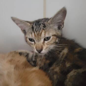 Webby -  Domestic Short Hair Cat for Adoption in Hawthorne, California - Webby | PetCurious