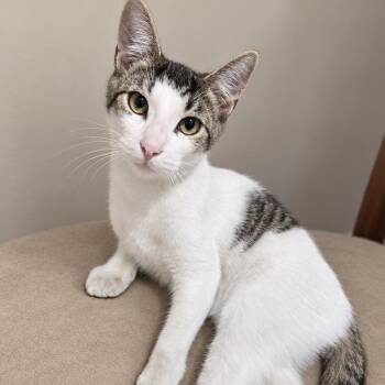 Puff Pastry -  Tabby Cat for Adoption in Los Angeles, California - Puff Pastry | PetCurious