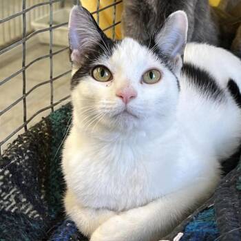 Rescue Domestic Short Hair Cats for Adoption in Milan, Pennsylvania - Pearl | PetCurious