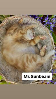Domestic Short Hair Cats Available for Adoption in Walnut Creek, California - Ms Sunbeam At Martinez Pet Food Express  May 2nd | PetCurious