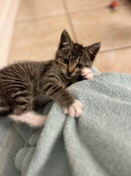 Nutmeg -  Domestic Short Hair Cat for Adoption in Kennewick, Washington - Nutmeg | PetCurious