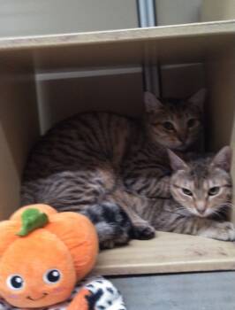 Rescue Domestic Short Hair Cats for Adoption in Broomfield, Colorado - CHARLIE | PetCurious