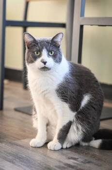 Domestic Short Hair Cats Available for Adoption - Mars | PetCurious