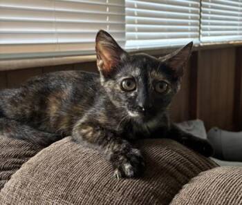 Mitsy -  Domestic Short Hair Cat for Adoption in Honolulu, Hawaii - Mitsy | PetCurious