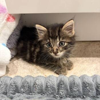 Honor -  Domestic Long Hair and Maine Coon Cat for Adoption in Mastic, New York - Honor | PetCurious