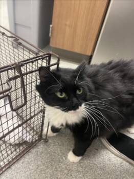 Rescue Domestic Medium Hair Cats for Adoption in Loveland, Colorado - BEAN | PetCurious