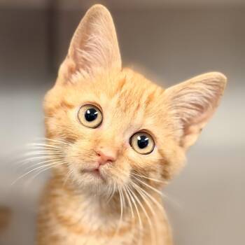 Rox -  Domestic Short Hair Cat for Adoption in Stafford Township, New Jersey - Rox | PetCurious