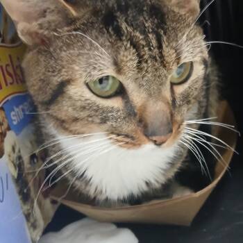 Domestic Short Hair Cats Available for Adoption - Brussel Sprout | PetCurious