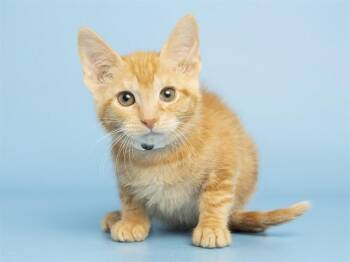 Domestic Short Hair Cats Available for Adoption in Phoenix, Arizona - BUBBLES | PetCurious
