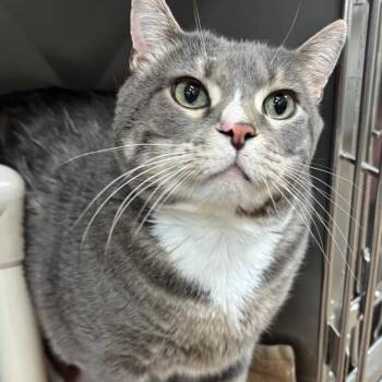 Porkchop -  Domestic Short Hair Cat for Adoption in Salt Lake City, Utah - Porkchop | PetCurious