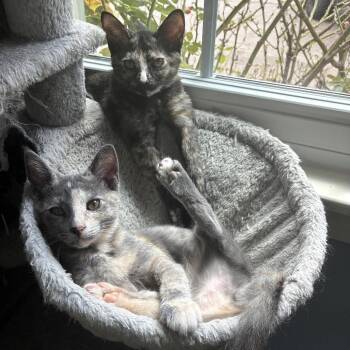 Gabrielle -  Domestic Short Hair Cat for Adoption in Houston, Texas - Gabrielle | PetCurious