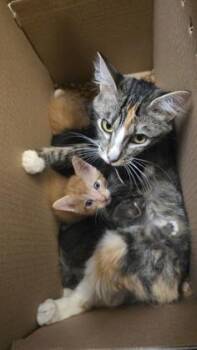 Chikita -  Domestic Medium Hair Cat for Adoption in Wichita, Kansas - Chikita | PetCurious